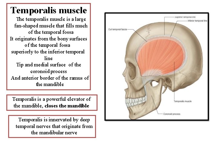 Temporalis muscle The temporalis muscle is a large fan-shaped muscle that fills much of