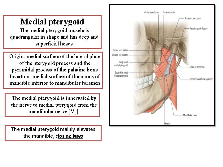 Medial pterygoid The medial pterygoid muscle is quadrangular in shape and has deep and
