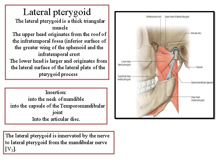 Lateral pterygoid The lateral pterygoid is a thick triangular muscle The upper head originates