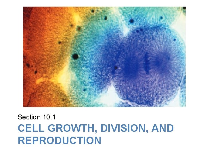 Lesson Overview Cell Growth, Division, and Reproduction Section 10. 1 CELL GROWTH, DIVISION, AND