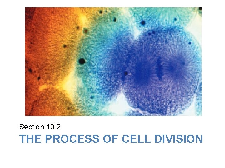 Lesson Overview Cell Growth, Division, and Reproduction Section 10. 2 THE PROCESS OF CELL