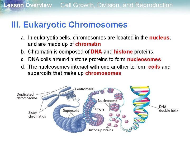 Lesson Overview Cell Growth, Division, and Reproduction III. Eukaryotic Chromosomes a. In eukaryotic cells,