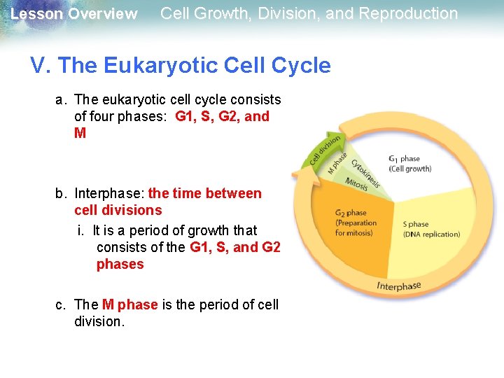 Lesson Overview Cell Growth, Division, and Reproduction V. The Eukaryotic Cell Cycle a. The