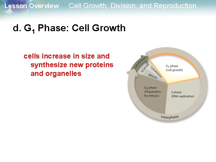 Lesson Overview Cell Growth, Division, and Reproduction d. G 1 Phase: Cell Growth cells
