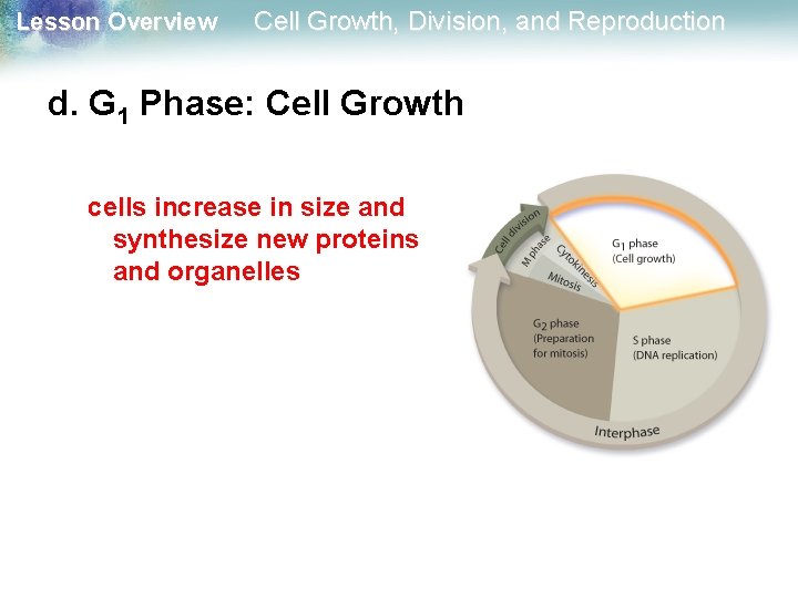 Lesson Overview Cell Growth, Division, and Reproduction d. G 1 Phase: Cell Growth cells