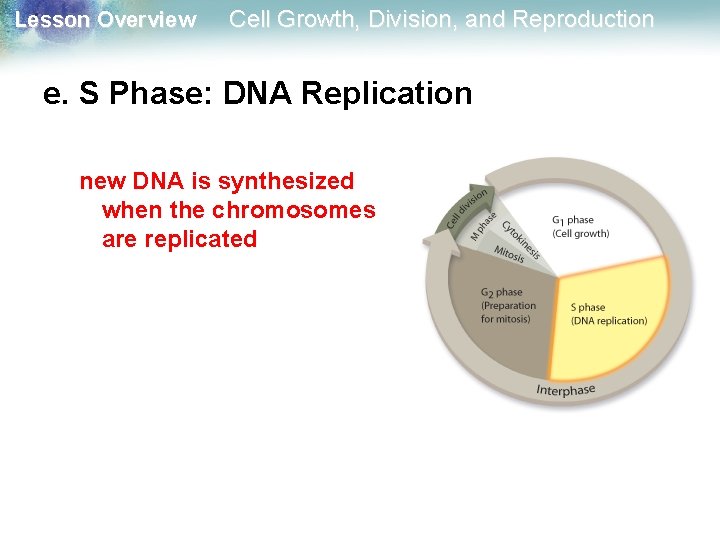 Lesson Overview Cell Growth, Division, and Reproduction e. S Phase: DNA Replication new DNA