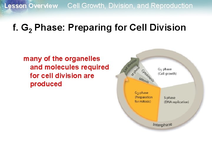 Lesson Overview Cell Growth, Division, and Reproduction f. G 2 Phase: Preparing for Cell