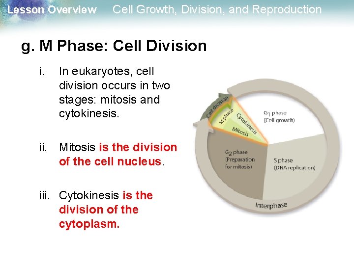 Lesson Overview Cell Growth, Division, and Reproduction g. M Phase: Cell Division i. In