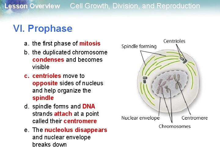 Lesson Overview Cell Growth, Division, and Reproduction VI. Prophase a. the first phase of