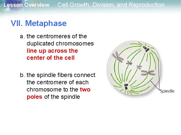 Lesson Overview Cell Growth, Division, and Reproduction VII. Metaphase a. the centromeres of the