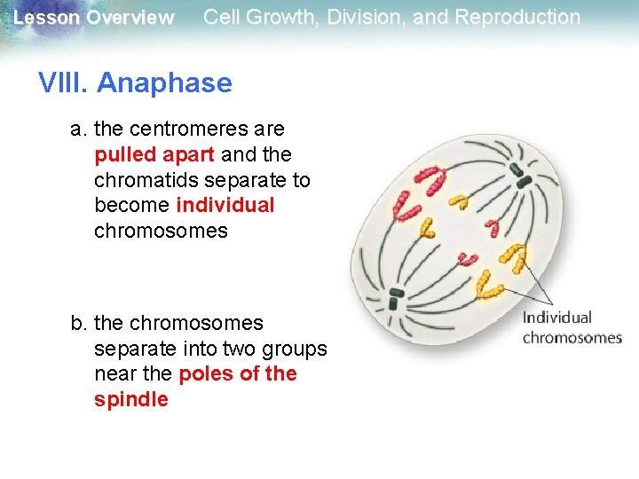 Lesson Overview Cell Growth, Division, and Reproduction VIII. Anaphase a. the centromeres are pulled