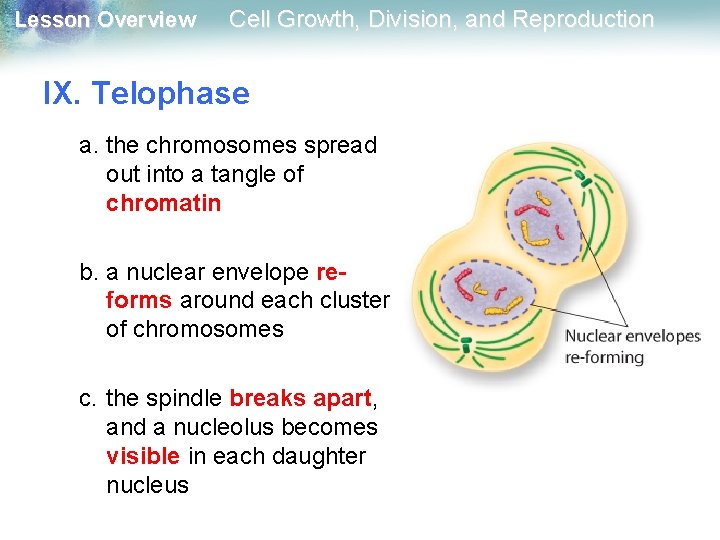 Lesson Overview Cell Growth, Division, and Reproduction IX. Telophase a. the chromosomes spread out