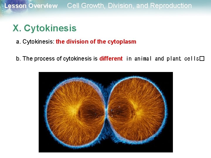 Lesson Overview Cell Growth, Division, and Reproduction X. Cytokinesis a. Cytokinesis: the division of