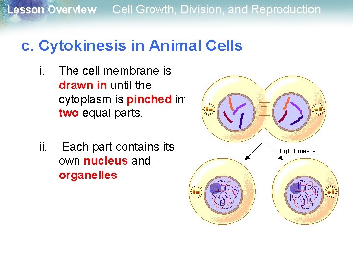 Lesson Overview Cell Growth, Division, and Reproduction c. Cytokinesis in Animal Cells i. The