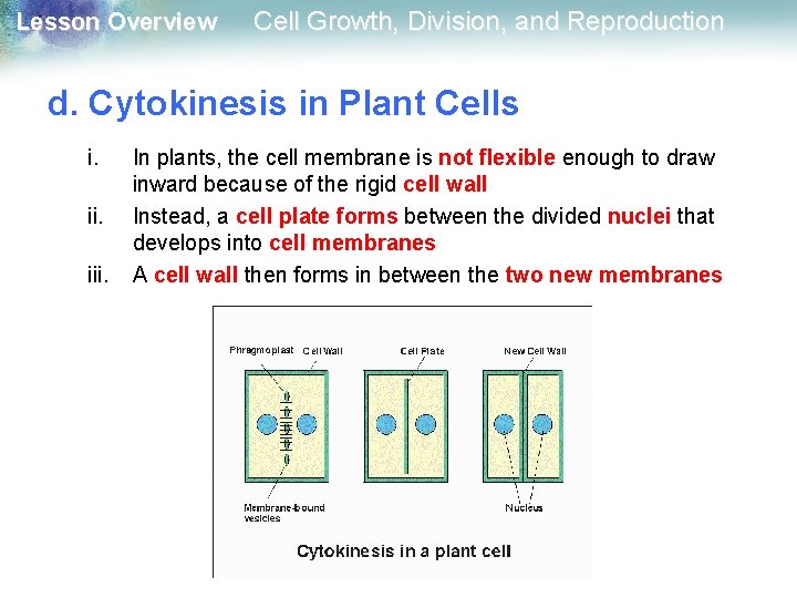 Lesson Overview Cell Growth, Division, and Reproduction d. Cytokinesis in Plant Cells i. iii.