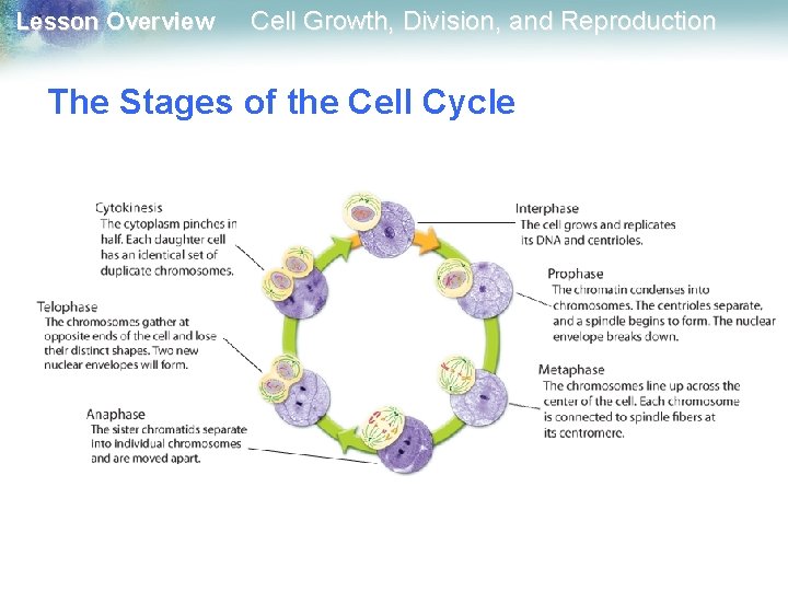 Lesson Overview Cell Growth, Division, and Reproduction The Stages of the Cell Cycle 