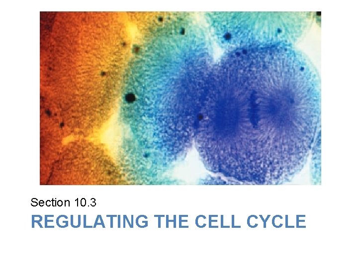 Lesson Overview Cell Growth, Division, and Reproduction Section 10. 3 REGULATING THE CELL CYCLE