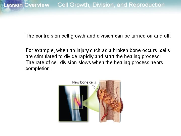 Lesson Overview Cell Growth, Division, and Reproduction The controls on cell growth and division