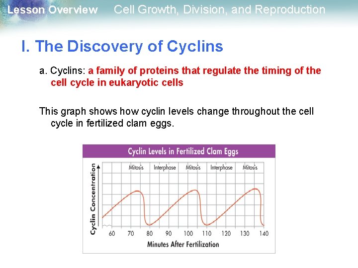 Lesson Overview Cell Growth, Division, and Reproduction I. The Discovery of Cyclins a. Cyclins: