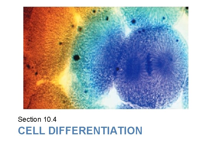 Lesson Overview Cell Growth, Division, and Reproduction Section 10. 4 CELL DIFFERENTIATION 