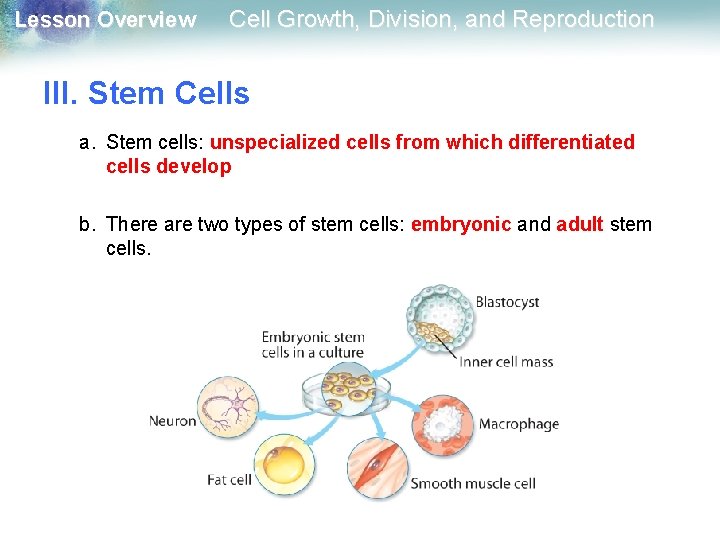 Lesson Overview Cell Growth, Division, and Reproduction III. Stem Cells a. Stem cells: unspecialized