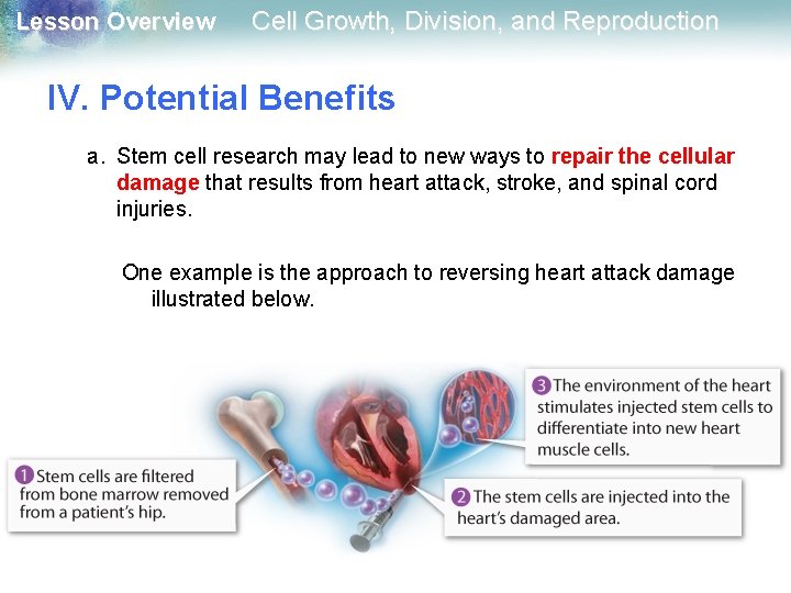 Lesson Overview Cell Growth, Division, and Reproduction IV. Potential Benefits a. Stem cell research