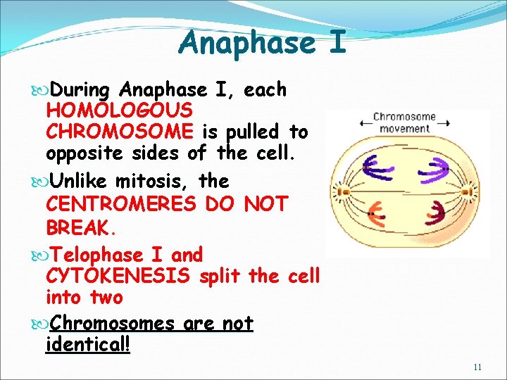 Anaphase I During Anaphase I, each HOMOLOGOUS CHROMOSOME is pulled to opposite sides of