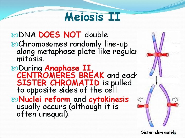 Meiosis II DNA DOES NOT double Chromosomes randomly line-up along metaphase plate like regular