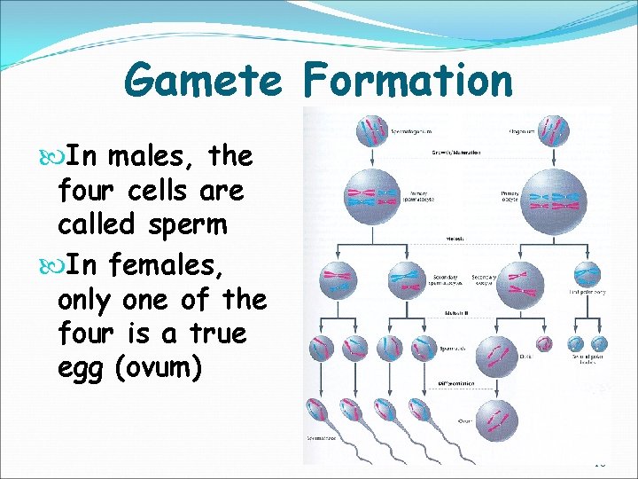 Gamete Formation In males, the four cells are called sperm In females, only one