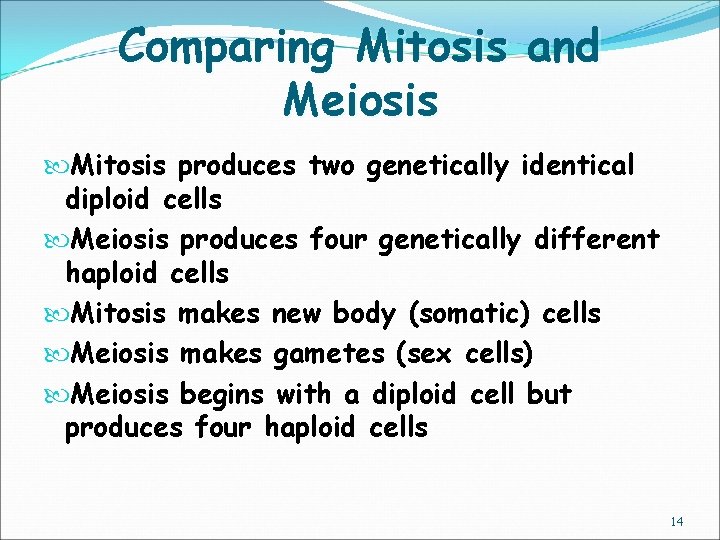 Comparing Mitosis and Meiosis Mitosis produces two genetically identical diploid cells Meiosis produces four