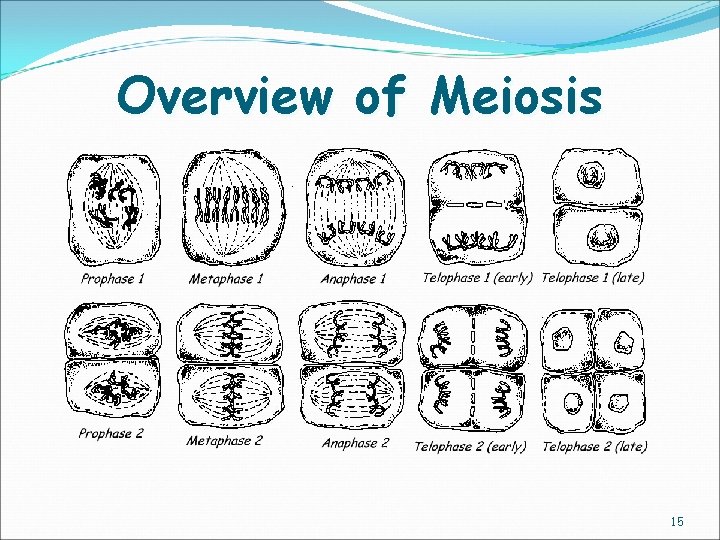 Overview of Meiosis 15 