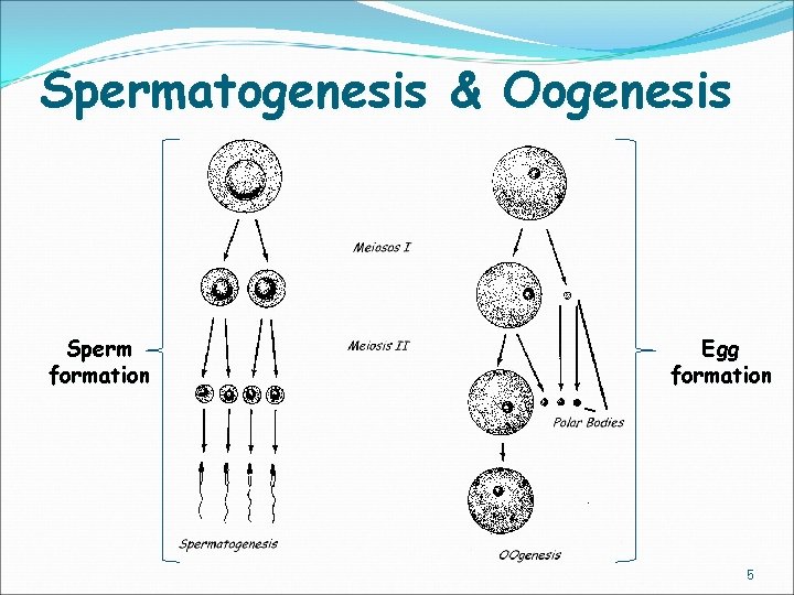 Spermatogenesis & Oogenesis Sperm formation Egg formation 5 