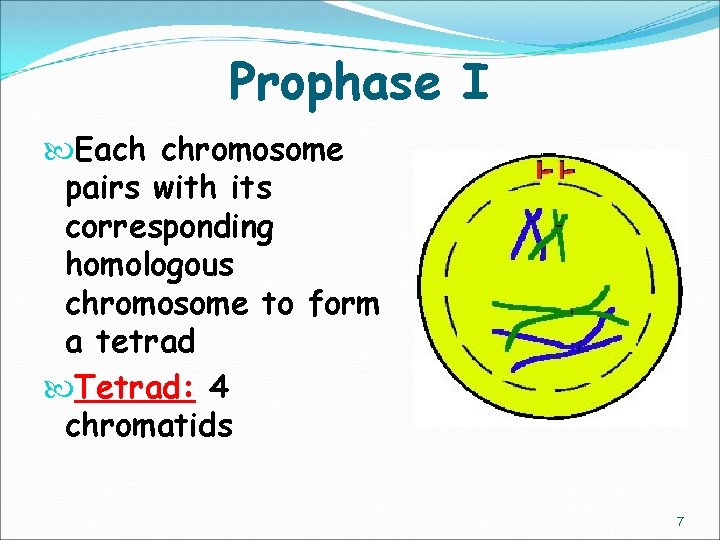 Prophase I Each chromosome pairs with its corresponding homologous chromosome to form a tetrad