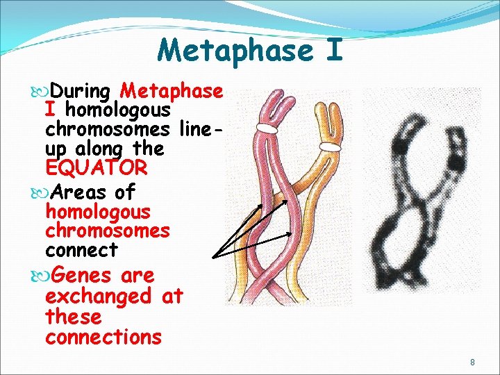 Metaphase I During Metaphase I homologous chromosomes lineup along the EQUATOR Areas of homologous
