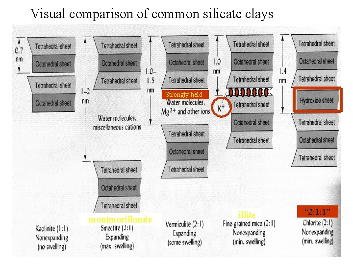 Visual comparison of common silicate clays Strongly held montmorillonite illite “ 2: 1: 1”