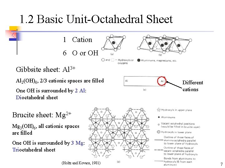 1. 2 Basic Unit-Octahedral Sheet 1 Cation 6 O or OH Gibbsite sheet: Al