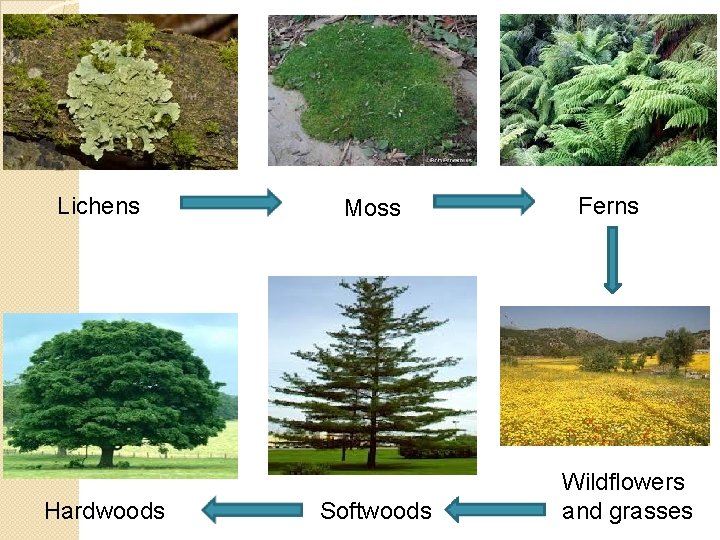 Lichens Hardwoods Moss Softwoods Ferns Wildflowers and grasses 