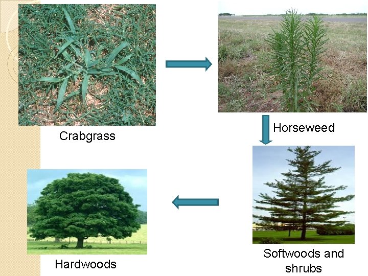 Crabgrass Hardwoods Horseweed Softwoods and shrubs 