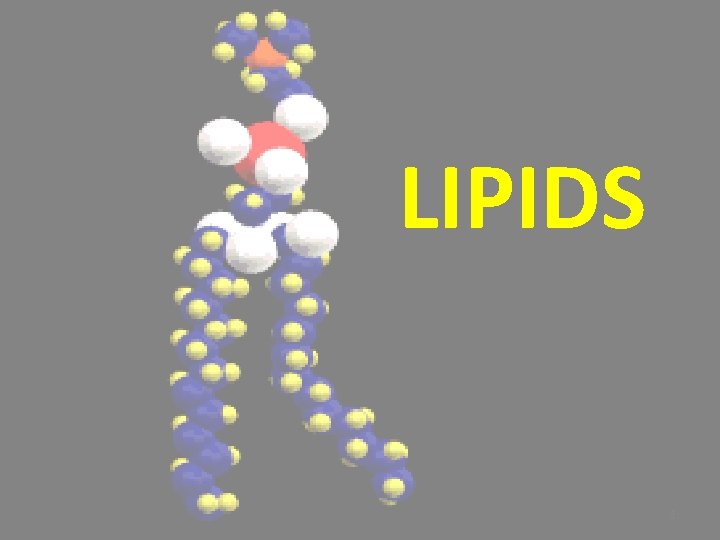 LIPIDS 1 