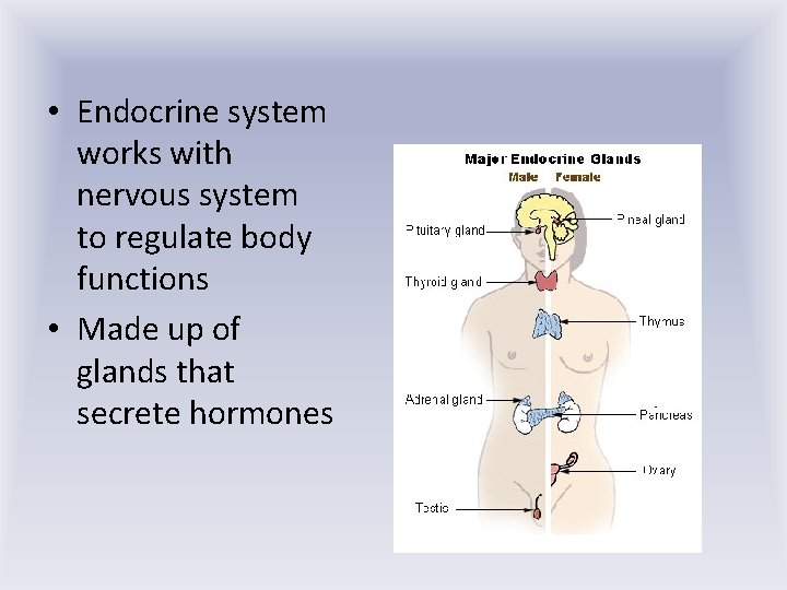  • Endocrine system works with nervous system to regulate body functions • Made