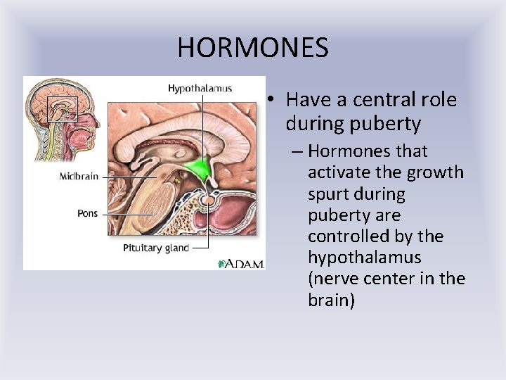 HORMONES • Have a central role during puberty – Hormones that activate the growth