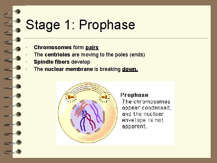 Stage 1: Prophase • • Chromosomes form pairs The centrioles are moving to the