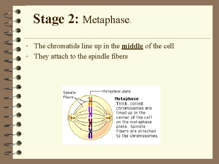 Stage 2: Metaphase. • The chromatids line up in the middle of the cell