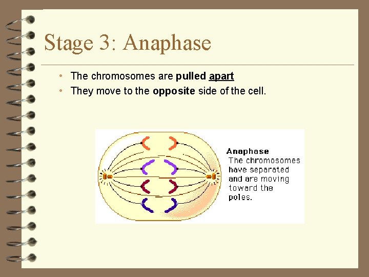 Stage 3: Anaphase • The chromosomes are pulled apart • They move to the