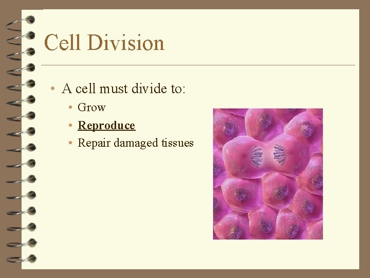 Cell Division • A cell must divide to: • Grow • Reproduce • Repair