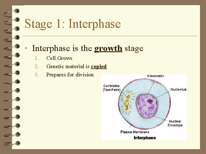 Stage 1: Interphase • Interphase is the growth stage 1. 2. 3. Cell Grows