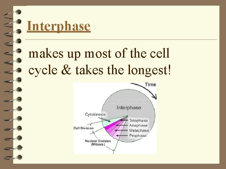 Interphase makes up most of the cell cycle & takes the longest! 