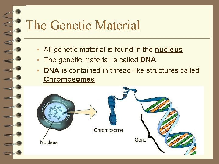 The Genetic Material • All genetic material is found in the nucleus • The