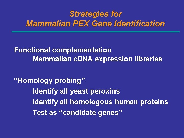 Strategies for Mammalian PEX Gene Identification Functional complementation Mammalian c. DNA expression libraries “Homology