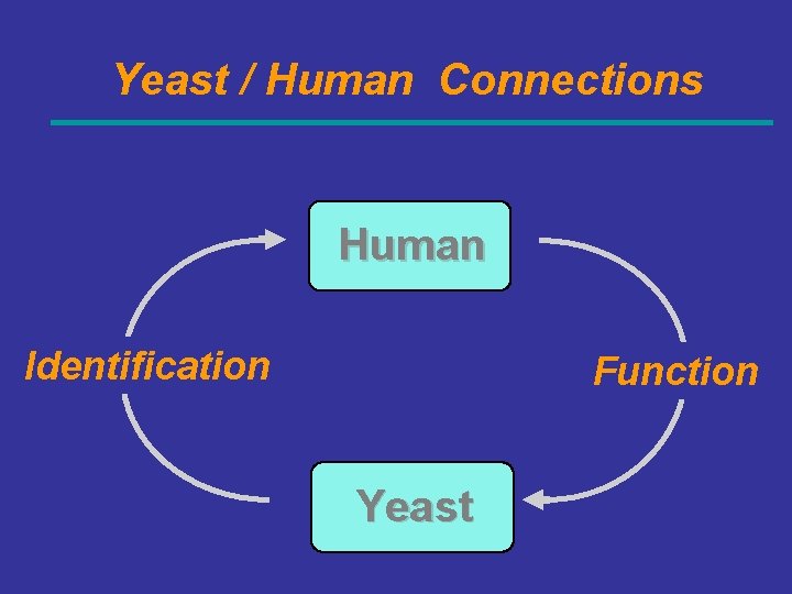 Yeast / Human Connections Human Identification Function Yeast 